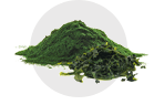 Spirulína